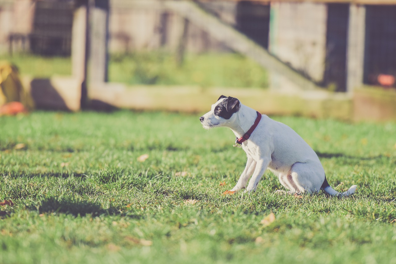 5 Benefits Of Using Wireless Dog Fences
